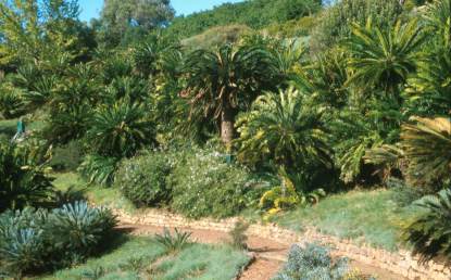 Encephalartos woodii — SANBI reference photograph