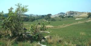 Encephalartos woodii — SANBI reference photograph
