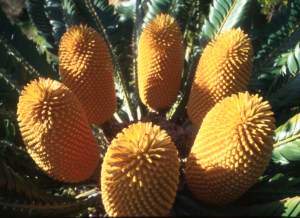 Encephalartos woodii — SANBI reference photograph