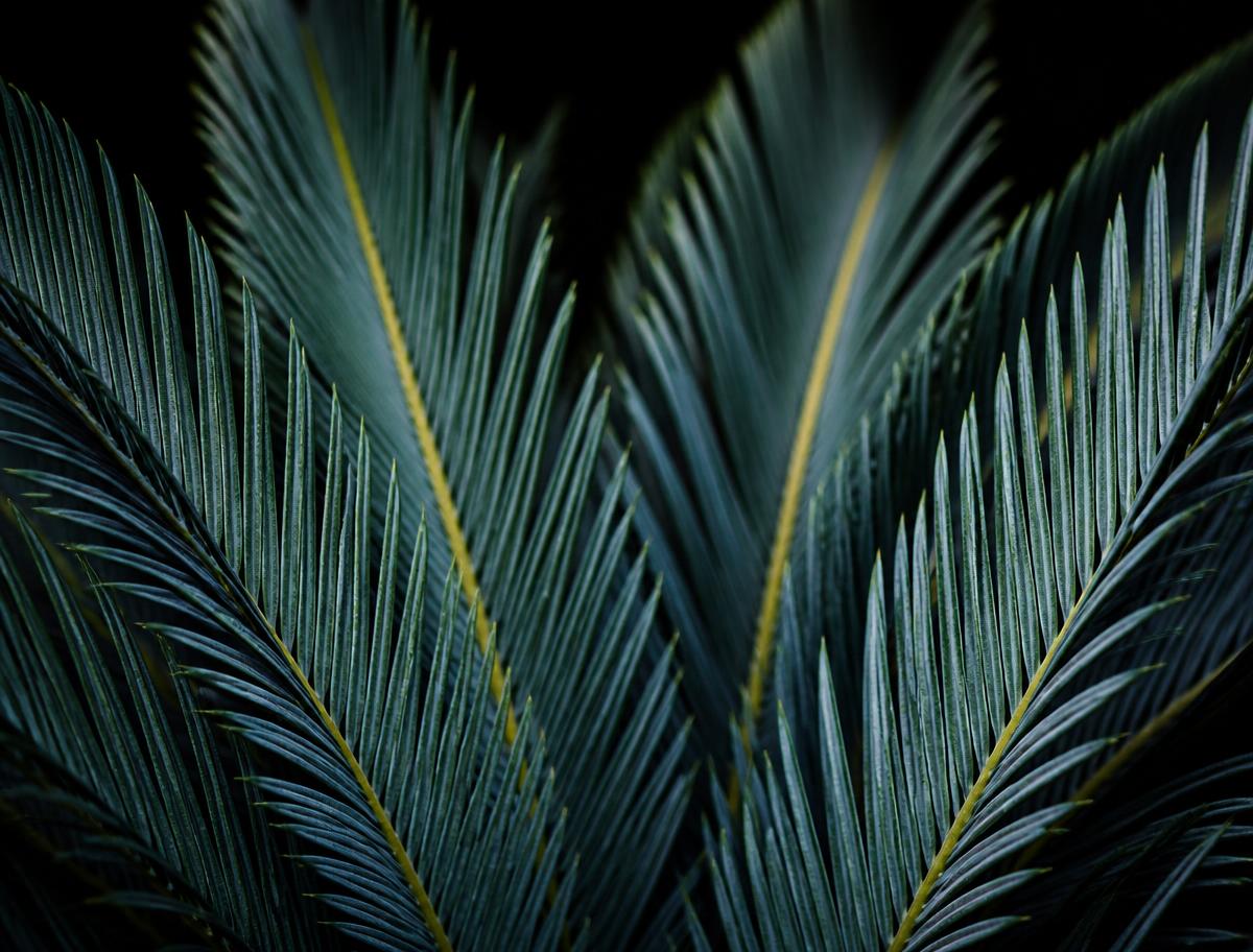 Blue-green cycad fronds photographed for a certificate record