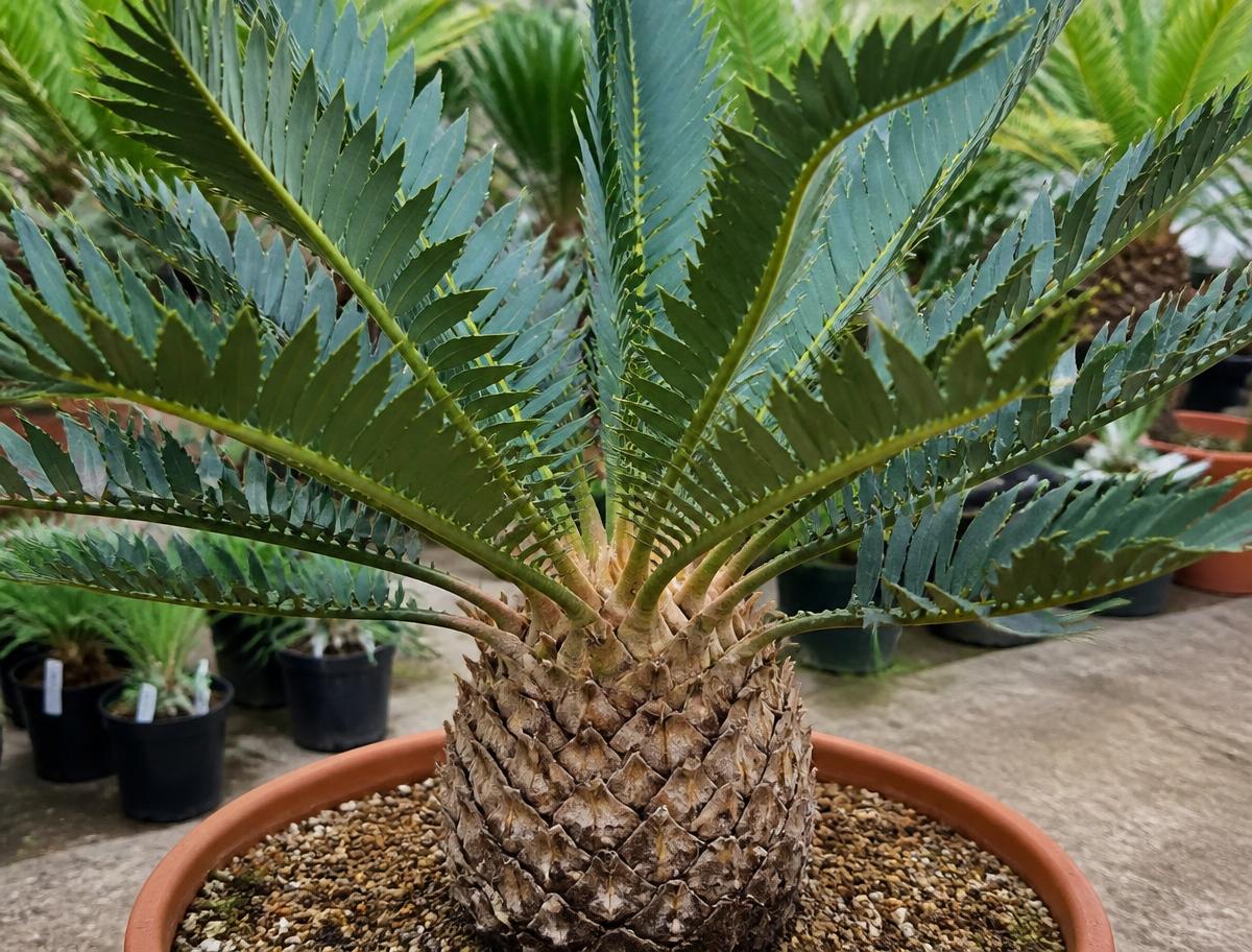 Encephalartos horridus