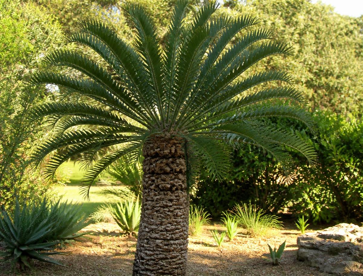 Encephalartos lehmannii