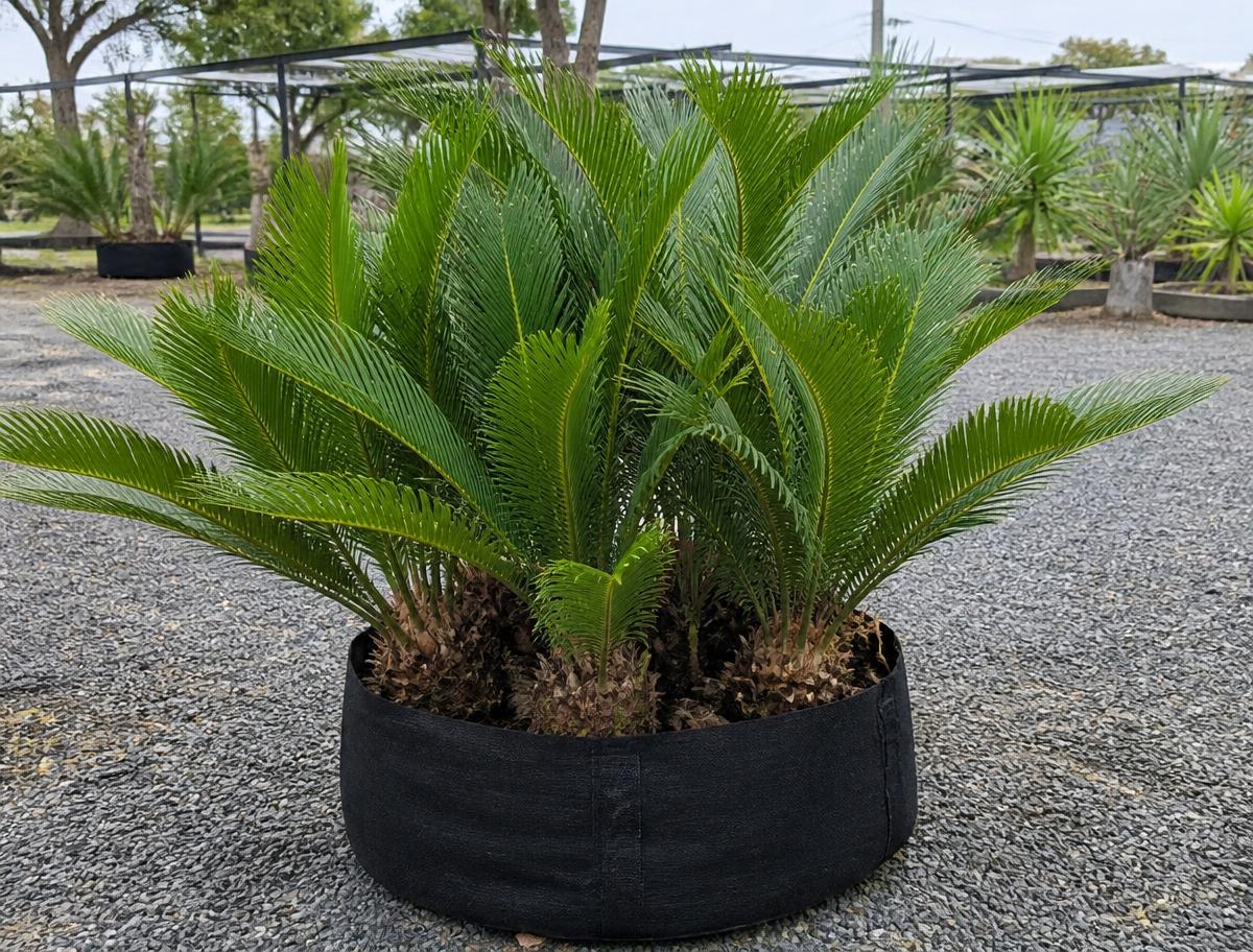 Encephalartos princeps