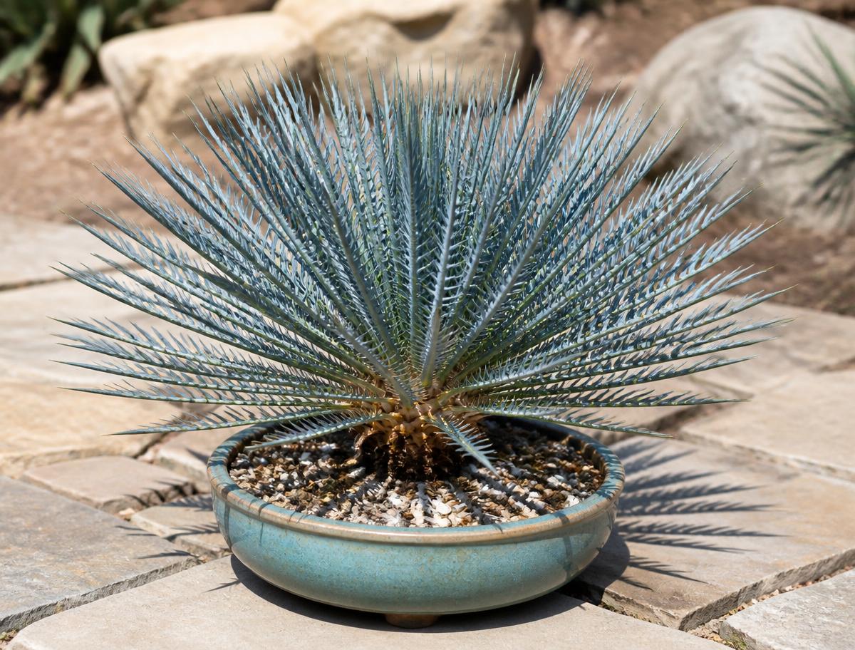 Encephalartos cupidus — Robust
